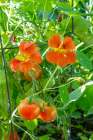 Issaquah, Washington, USA. Nasturtium flowers growing as companion plants for sungold tomatoes. Art Print